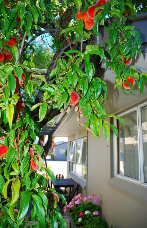 אלכסנדרה Almond Court Motel מראה חיצוני תמונה